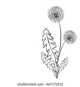Dandelions (Taraxacum, blowball, irish daisy). Vector hand drawn sketch of dandelions with seed fluff.
