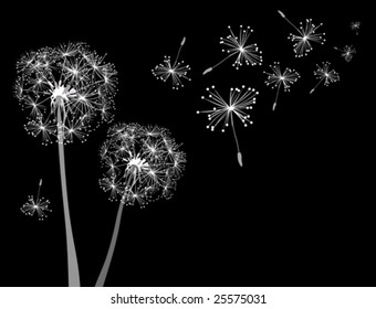 dandelions in wind