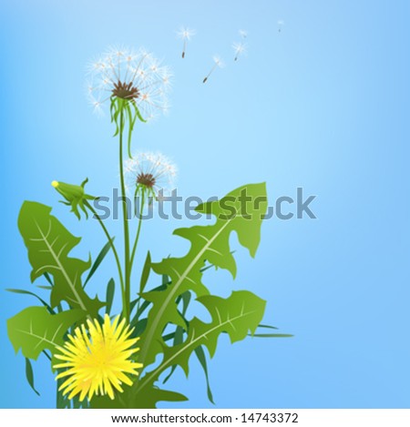dandelions in wind on light blue background