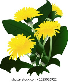 Dandellions Isolated on White Background. Vector Illustration