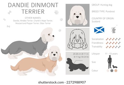 Dandie dinmont terrier clipart. Different poses, coat colors set.  Vector illustration