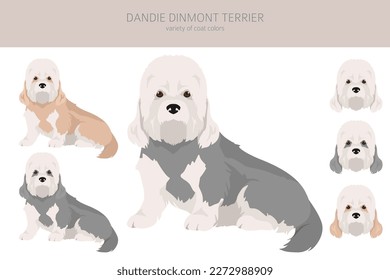 Dandie dinmont terrier clipart. Different poses, coat colors set.  Vector illustration