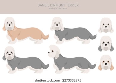 Dandie dinmont terrier clipart. Different poses, coat colors set.  Vector illustration