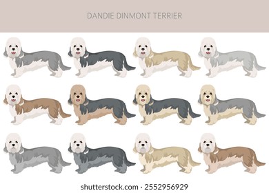 "Dandie dinmont terrier puppy clipart" . Poses diferentes, conjunto de cores de casaco.  Ilustração vetorial