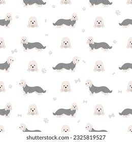 Dandie dinmont terrier seamless pattern. Different poses, coat colors set.  Vector illustration