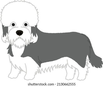 A Dandie Dinmont Terrier is a small Scottish dog breed in the terrier family. The breed has a very long body, short legs, and a distinctive topknot of hair on the head. 