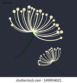 Dandilion Flower isolate, Vector illustration design element