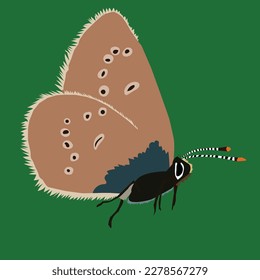 a danger beauti butterfly vector art