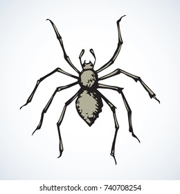 Danger poisonous grey Araneae on white backdrop. Freehand linear dark ink hand drawn picture sketchy in scribble retro style. Close-up micro view with space for text