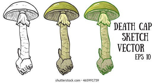 Dangerous Amanita phalloides, commonly known as the death cap. death cap sketch