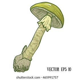 Dangerous Amanita phalloides, commonly known as the death cap. death cap sketch