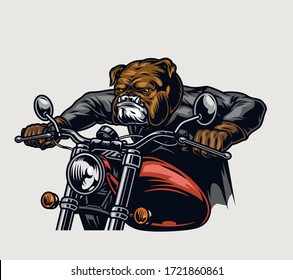 Dangerous bulldog head motorcyclist riding motorbike in vintage style isolated vector illustration