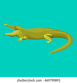 Dangerous green alligator is showing his teeth, colorful flat vector illustration