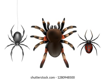Dangerous for humans, deadly poisonous spiders species realistic vector set isolated on white background. Big hairy tarantula and widow spiders with black and red abdomen hanging on web illustration