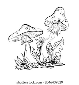 Dangerous mushrooms fly agarics in leaves outline