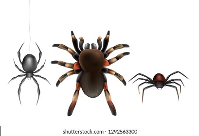 Dangerous poisonous spiders species 3d realistic vector icon set isolated on white background. Big hairy tarantula and widow spiders with black, red abdomen hanging on web top, front view illustration