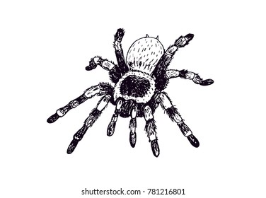 Dangerous spider tarantula, vector sketch arachnids.