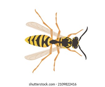 Dangerous wasp insect cartoon animal design vector illustration on white background
