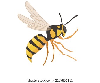 Dangerous wasp insect cartoon animal design vector illustration on white background