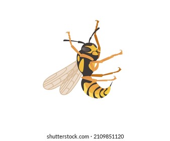 Dangerous wasp insect cartoon animal design vector illustration on white background