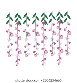 Dangling Flower Element.  Illustration of home hanging leaves of plant String of Nickels isolated on white background.