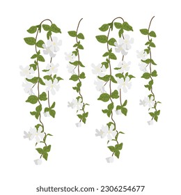 Dangling Flower Element.  Illustration of home hanging leaves of plant String of Nickels isolated on white background.