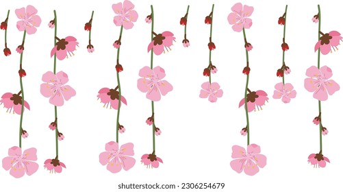 Elemento de flor de enredo.  Ilustración de hojas colgantes de la planta Cadena de Nickels aisladas en fondo blanco.