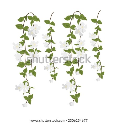 Dangling Flower Element.  Illustration of home hanging leaves of plant String of Nickels isolated on white background. Foto d'archivio © 