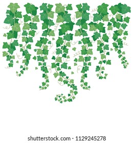 Dangling green ivy. Plants leaf hanging from above vines. Leaves isolated climbing plant vine on garden white wall garden vector background illustration