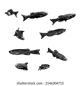 Danios-Fisch auf handgezeichnet, Vektorgrafik einzeln auf weißem Hintergrund