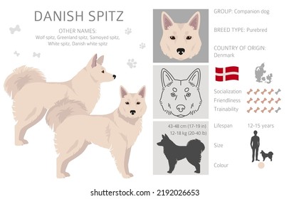 Danish Spitz clipart. Different poses, coat colors set.  Vector illustration