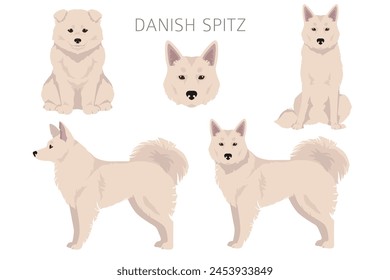 Danish Spitz clipart. Different poses, coat colors set.  Vector illustration