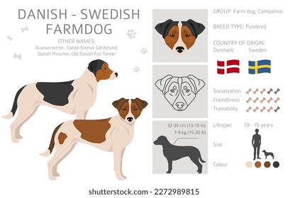 Danish swedish farmdog clipart. Different poses, coat colors set.  Vector illustration