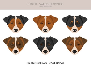 Danish swedish farmdog clipart. Different poses, coat colors set.  Vector illustration