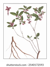 Daphne genkwa, hand-painted floral and botanical painting, hand-painted herbal painting, natural herbs.