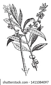 Daphne Mezereon is the flowering plant. The flowers are produced in early spring. Fruit are red and one-seeded succulent fruit, vintage line drawing or engraving illustration.