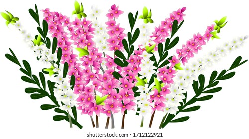 Daphne plant with pink and white flowers, green leaves, twigs