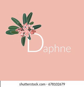 daphne vector illustration. pink peach flower. 