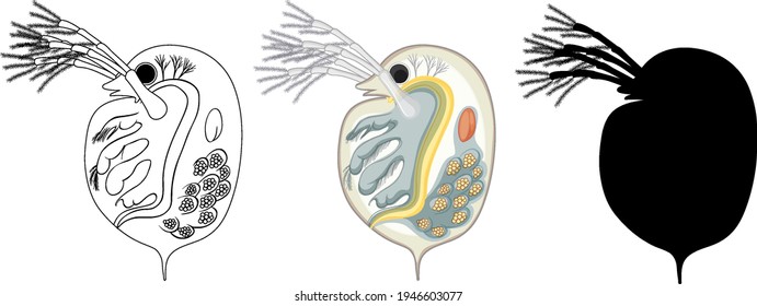 Daphnia in colour and doodle on white background illustration