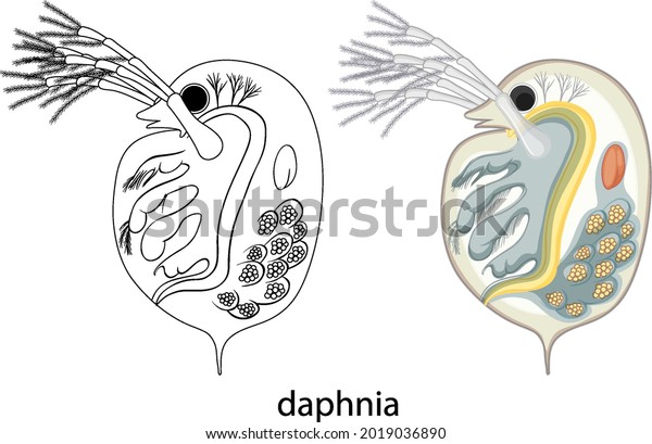 Daphnia Colour Doodle On White Background Stock Vector Royalty Free