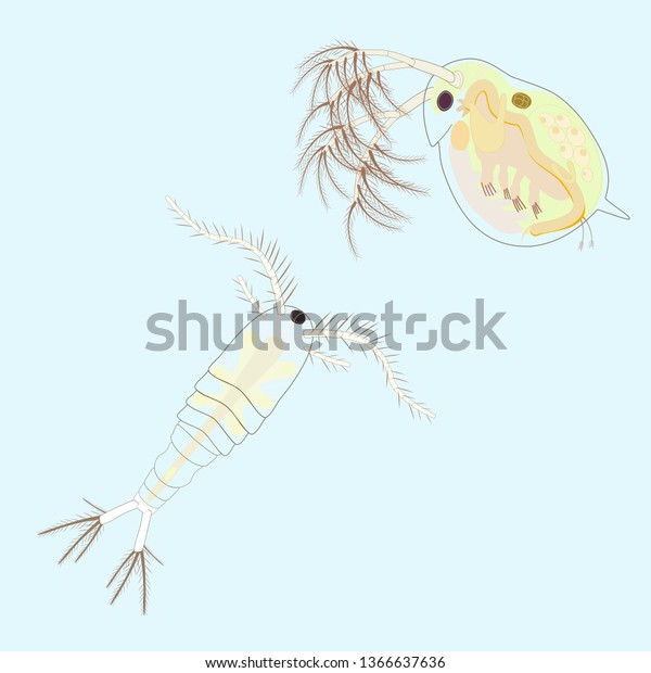 Daphnia Cyclop Vector Stock Vector Royalty Free 1366637636 Shutterstock