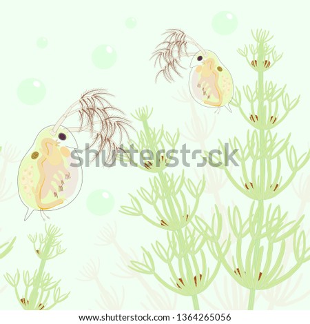 Daphnia magna vector and water algae