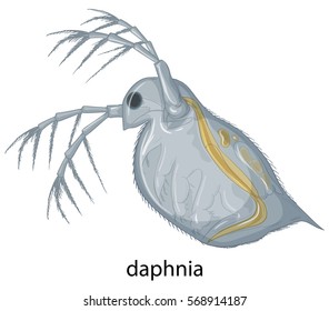 Daphnia on white background illustration