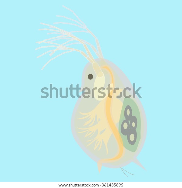 Daphnia - small planktonic animal -picture with\
some anatomical details