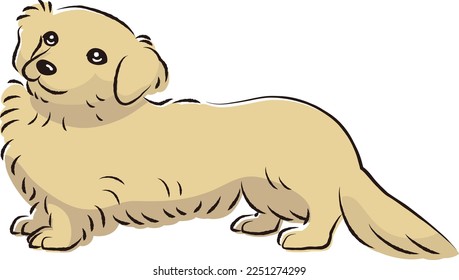 Dappu illustration (dachshund and toy poodle mix dog)