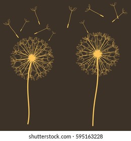 dark background with beautiful orange delicate dandelions