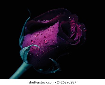 Dark background with red rose with droplets
Close up of fresh rose. Romantic beautiful looking rose with dark vignette or wallpaper 