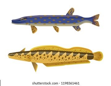 Dark blue with brown inclusion predator pike fish and yellow spotted catfish. Underwater inhabitant vector cartoon illustration on white background.