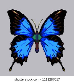 dark blue butterfly