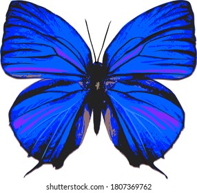 Dark blue butterfly vector on white background